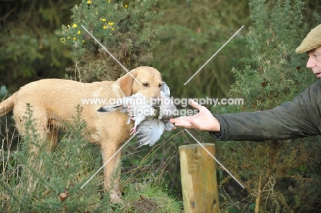 Labrador Retriever bringing back bird