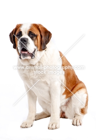 Saint Bernard sitting in studio