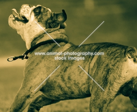 Bulldog in sepia colours