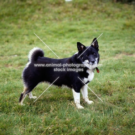 iceland dog standing on grass