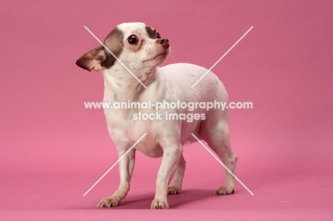 Chihuahua on pink background