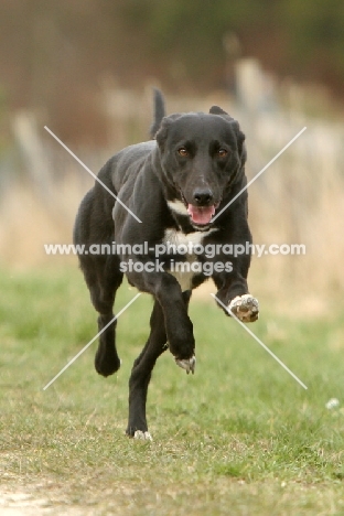 Lurcher running fast