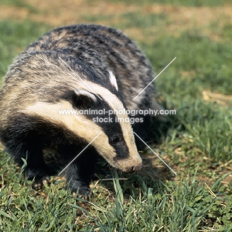 badger, a film star, owner john and mary holmes