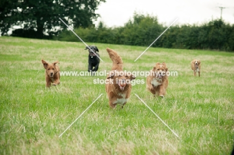 group of Nova Scotia Duck Tolling Retriever in field