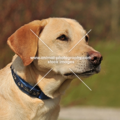 yellow Labrador Retriever head shot 