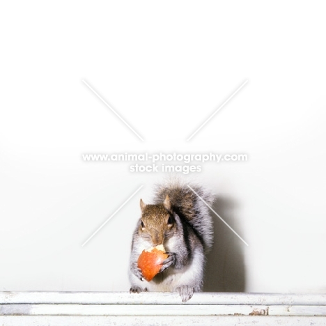 tame grey squirrel, trained as a model and film star, eating apple