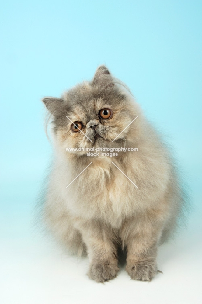 blue cream persian cat