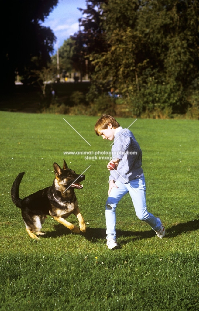 german shepherd dog at play with his young owner