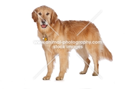 Golden Retriever, standing