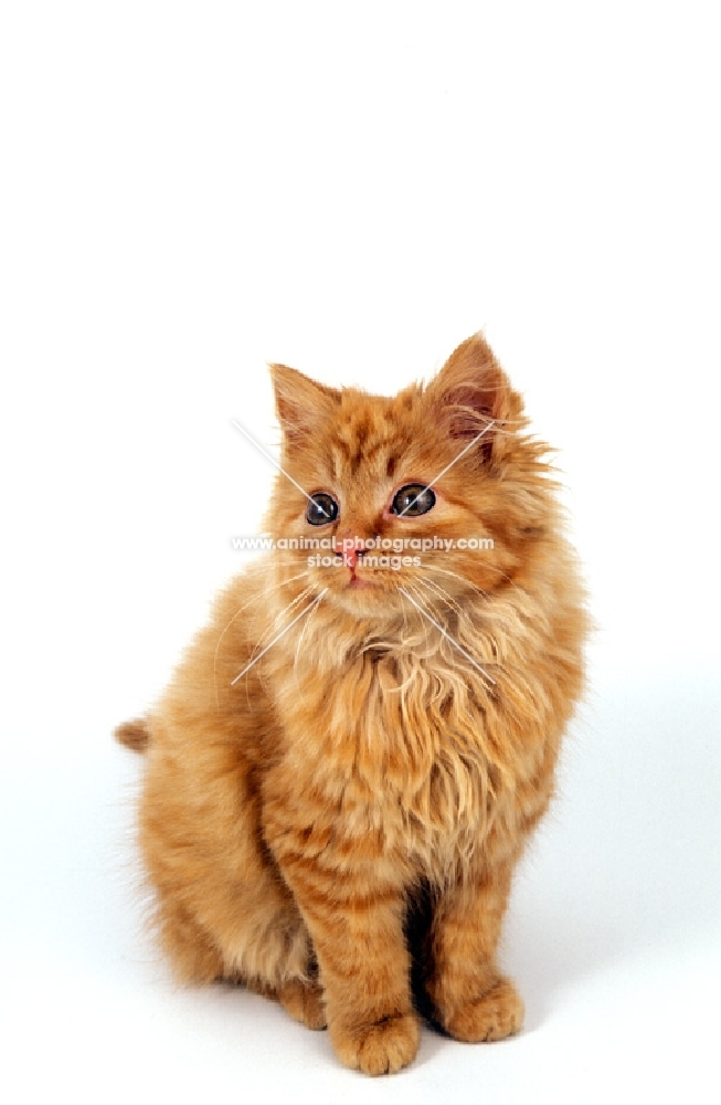 kitten on white background