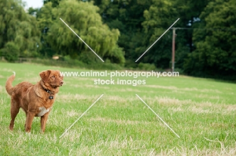 Nova Scotia Duck Tolling Retriever in field