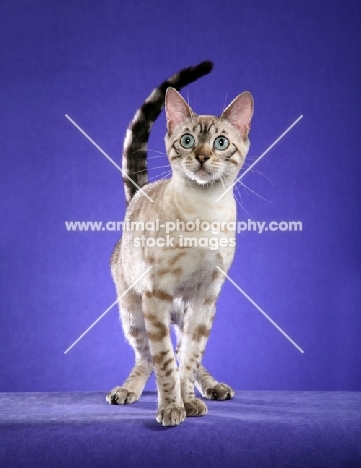 Bengal on purple background