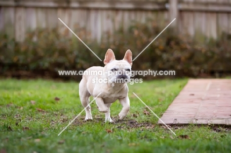 French Bulldog running in garden