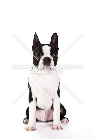 Boston Terrier sitting on white background, front view