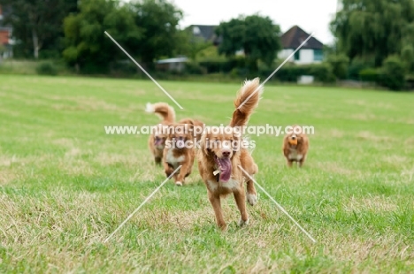 Nova Scotia Duck Tolling Retrievers running together