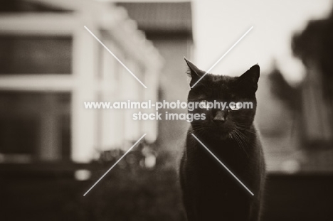 black non pedigree cat in black and white