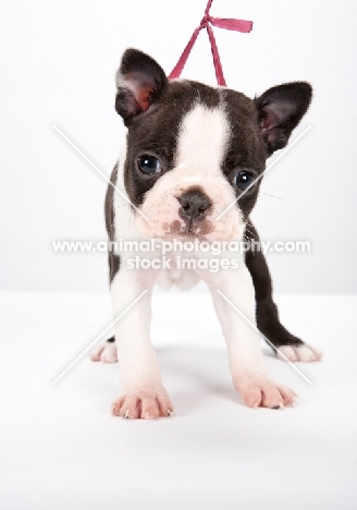 cute Boston Terrier puppy, front view