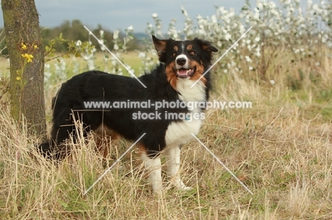 Border Collie in field near blossom