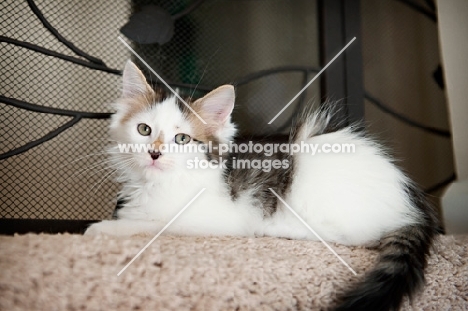 medium-hair kitten lying on carpet