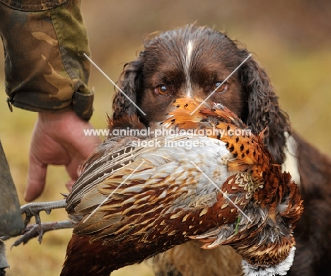 English Springer Spaniel
 with retrieved bird