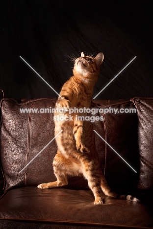 Bengal jumping up on sofa