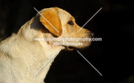 cream Labrador Retriever profile