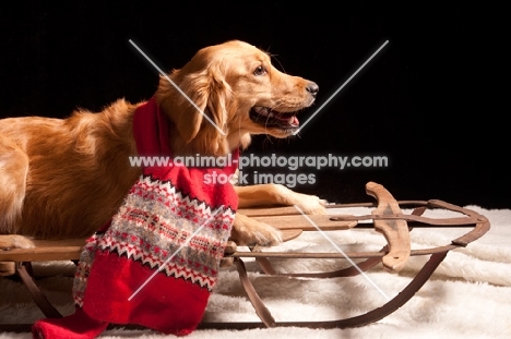 Golden Retriever on sleigh