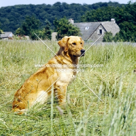 working type golden retriever from standerwick sitting in long grass 