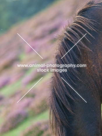 Exmoor pony, mane