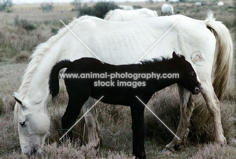 camargue pony with foal