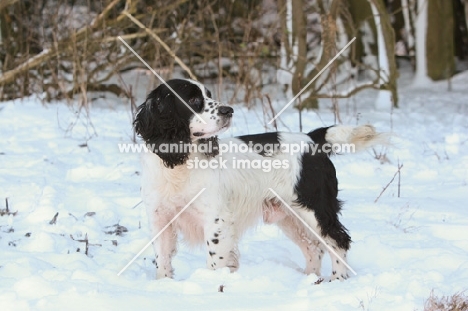 black and white english cocker spaniel in winter