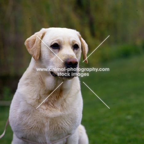 am ch dickendall's gowdy, yellow labrador head study in usa