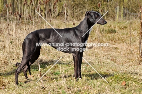 Greyhound side view