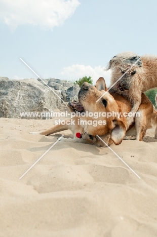 two mongrel dogs playing in sand