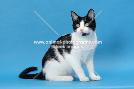 black and white cat looking away