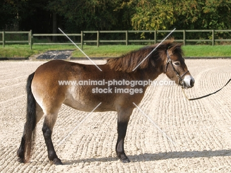 Exmoor Pony posed