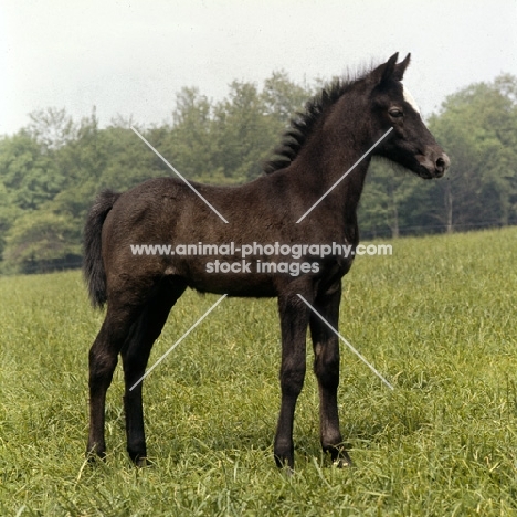 welsh mountain pony foal at dalhabboch stud