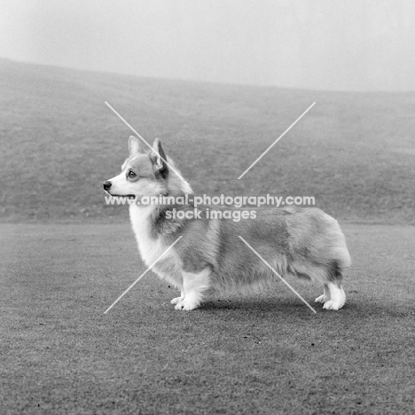 pembroke corgi posed