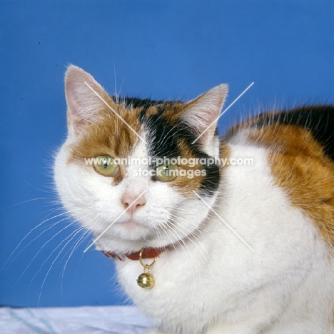 tortoiseshell and white non pedigree cat wearing a collar with bell