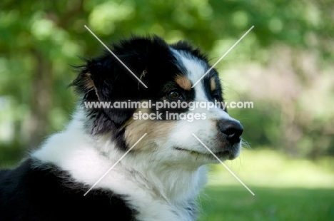 4 month old australian shepherd dog, portrait