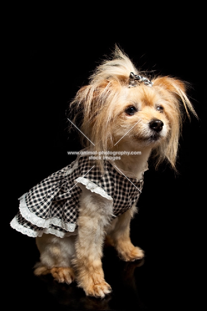 dog wearing a dress