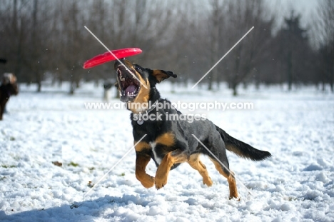 black and tan mongrel dog jumping to catch frisbee in the air, snowy environment