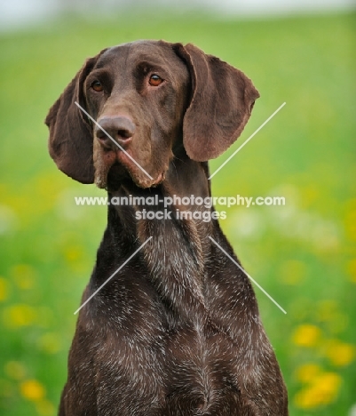 German Pointer shoulders up