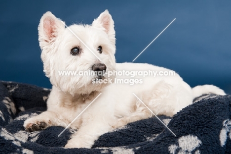 West Highland White Terrier in studio