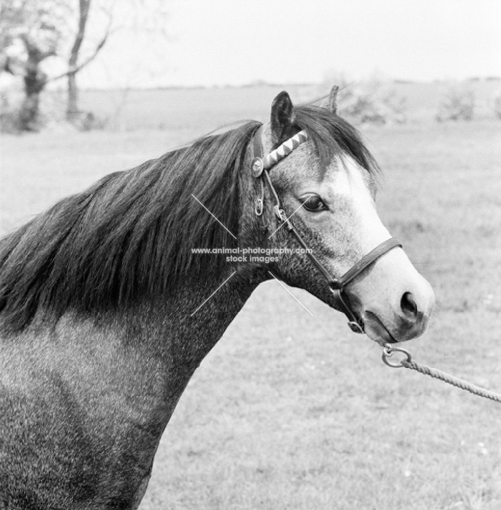 welsh mountain pony sec a at pendock stud