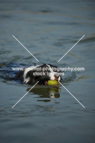 black and white border collie retrieving tennis ball in the water