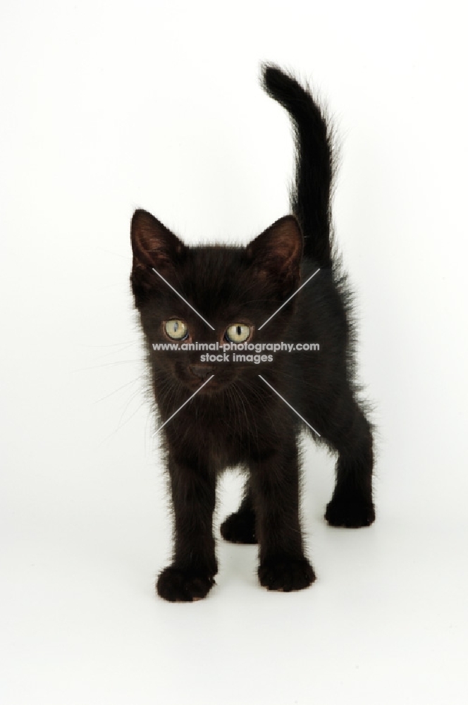 black shorthair kitten