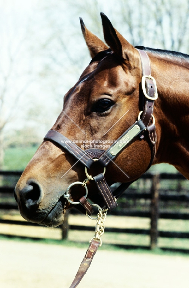 wajima, thoroughbred at spendthrift farm, kentucky, head study