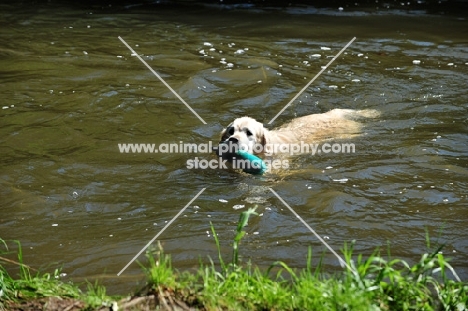 Golden Retriever swimming in river