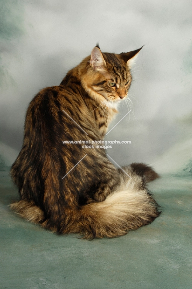 brown tabby maine coon, back view